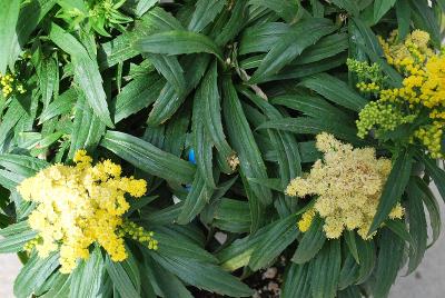  Solidago 'Sweety'