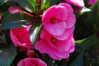 Paradise™ New Guinea Impatiens Magenta Pink 