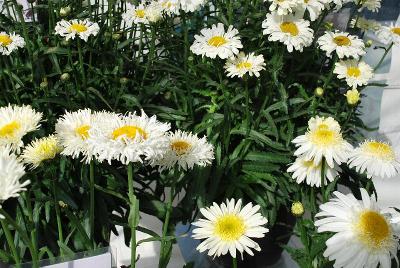 Real Leucanthemum Glory 