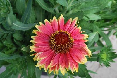 Gaillardia Sunset 'Popsy'