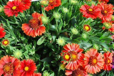  Gaillardia Celebration 