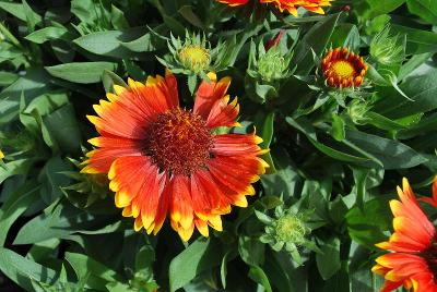 Gaillardia Sunset 'Flash'