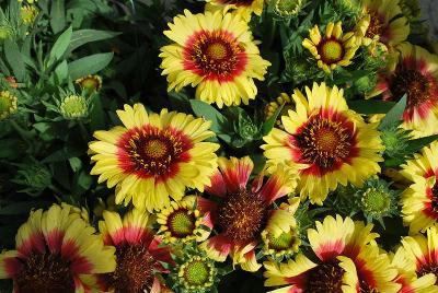 Gaillardia Sunset 'Cutie'