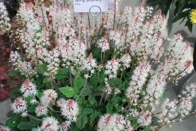  Tiarella 'Spring Symphony'