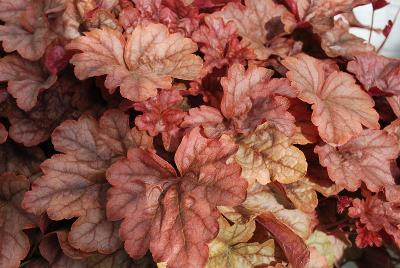  Heucherella 'Redstone Falls'