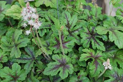  Tiarella 'Jeepers Creepers'