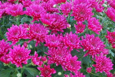 Chrysanthemum Mystic Mum 'Purple Improved'