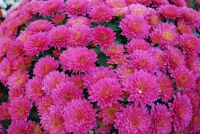 Mystic Mum Chrysanthemum Sunbeam Pink Yellow Glow 