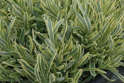  Lavendula 'Platinum Blonde'