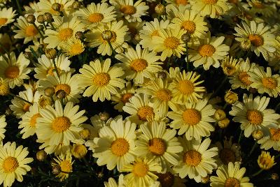 Argyranthemum  'Arg 1409'