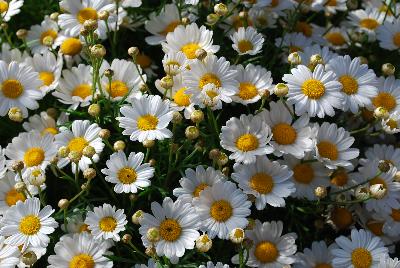 Argyranthemum Comet™ 'White Improved'