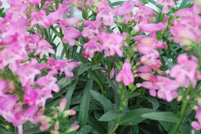 Riding Hood Penstenom Lavender 