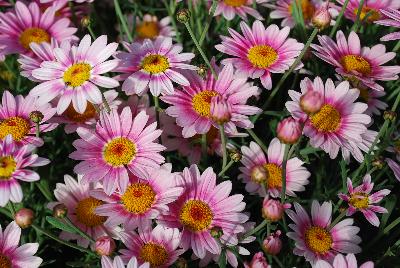  Argyranthemum Arg 1401 