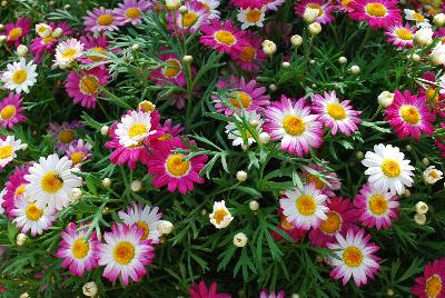  Argyranthemum Arg 1407 