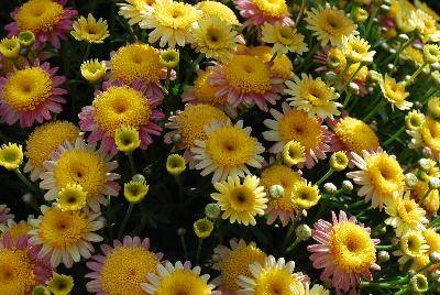 Argyranthemum  'Arg 1405'