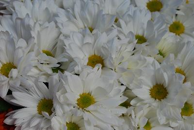 Chrysanthemum Breeze 'Snow'