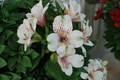 Inticancha Alstroemeria Antarctica