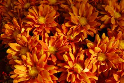 Dümmen Orange: Breeze Chrysanthemum Dark Bronze 