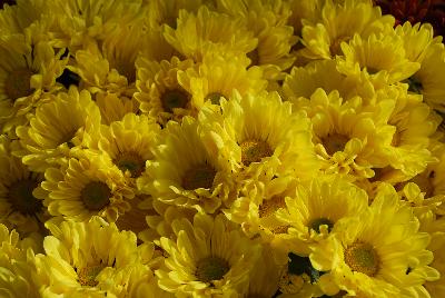 Chrysanthemum Breeze 'Yellow'