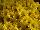 Dümmen Orange: Chrysanthemum  'Yellow' 