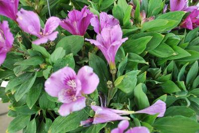 Inticancha Alstroemeria Indigo