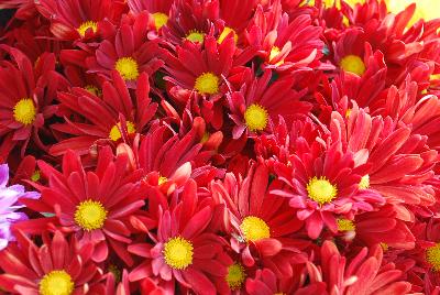 Chrysanthemum Breeze 'Dark Red'