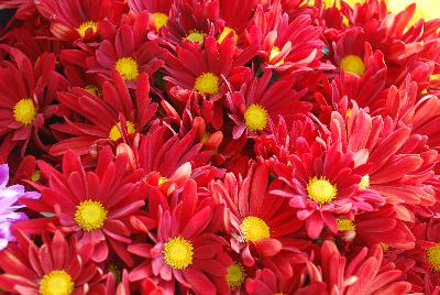 Breeze Chrysanthemum Dark Red