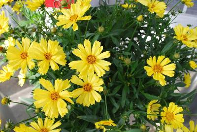Leading Lady Coreopsis Sophia