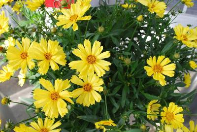 Leading Lady Coreopsis Sophia 