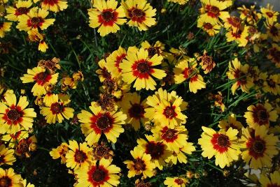 Coreopsis  'Pineapple Pie'