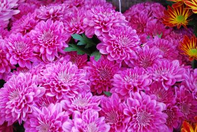 Chrysanthemum Chrystal 'Pink Charm'