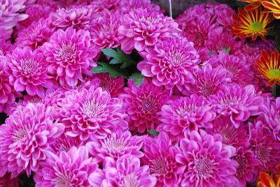 Chrystal Chrysanthemum Pink Charm 