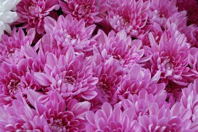 Chrysanthemum Chrystal 'Pink'