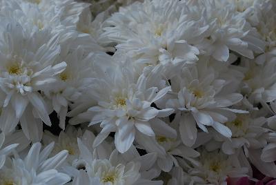 Chrysanthemum Chrystal 'White'
