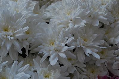 Chrystal Chrysanthemum White 