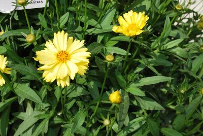 Leading Lady Coreopsis Lauren