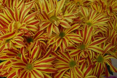 Chrysanthemum Rainbow 'Festive Lollipop'