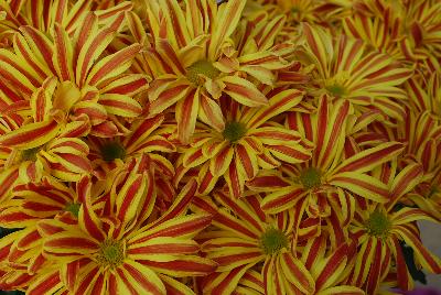 Rainbow Chrysanthemum Festive Lollipop 