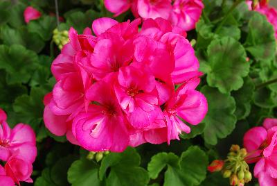 Survivor Geranium Rose Pink 