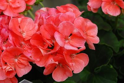 Survivor Geranium Salmon Sensation 