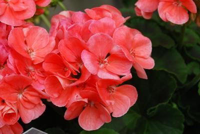 Survivor Geranium Salmon Sensation 