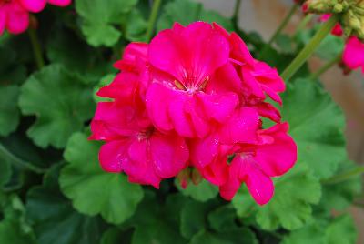 Survivor Geranium Fuchsia 