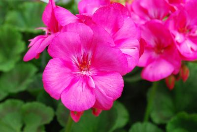 Survivor Geranium Rose Pink 