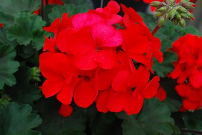 Sarita Geranium Fire Improved 