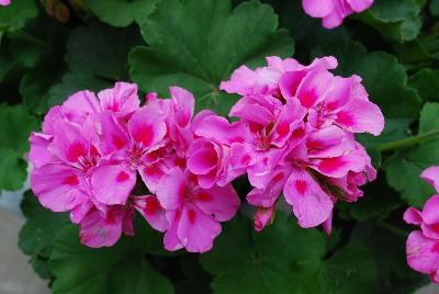 Cumbanita Geranium Rose Splash 