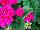 Savannah Geranium Merlot Sizzle 
