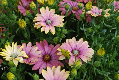 Summertime Sweet Osteospermum Blue Sunrise 