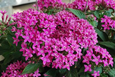 Pinata Pentas Compact Lavender