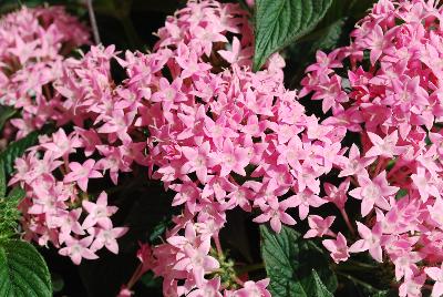Pinata Pentas Compact Pink