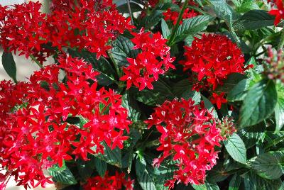 Pinata Pentas Compact Red